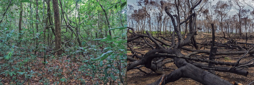 Amazônia por Rogério Assis