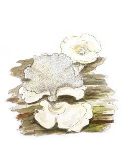 10.-Favolus-brasiliensis