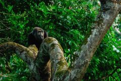 20140826_PT_Gorila-ocidental-das-terras-baixas_Republica-do-Congo_Roger-de-la-Harpe_DanitaDelimont_Alamy-R3JMJW_V2-1800x1201