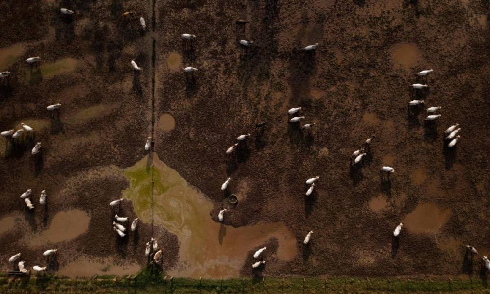 96108992_Aeriel-view-of-cattle-eating-at-pasture-of-the-Marupiara-farm-located-at-the-city-of-Tailan