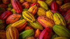 Bancos-Amazonia-Cacau