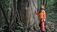 Floresta-amazonas