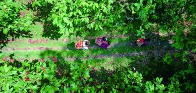 NESsT+Amazon+Bioeconomy+Recommendations+2024_PT