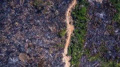 amazonia-jonne-roriz-2019-1