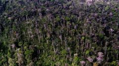 amazonia-original1