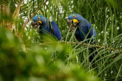 arara-azul-em-uma-palmeira-no-habitat-natural-scaled-1