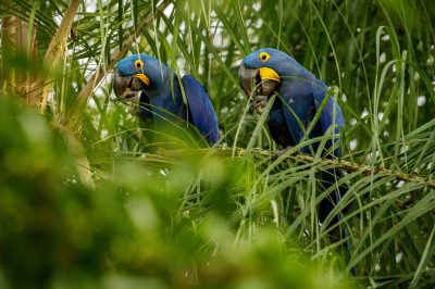 arara-azul-em-uma-palmeira-no-habitat-natural-scaled-1