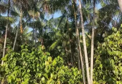 cacau_e_acai_9bf3a62cd3