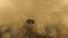 castanheira-resiste-a-queimada-em-area-desmatada-na-estacao-ecologica