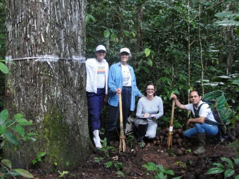 crescimento-de-castanheiras-da-amazonia-pode-ser-acelerado-em-30-com-auxilio-da-nanobiotecnologia-1734036466425_1024
