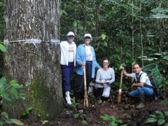 crescimento-de-castanheiras-da-amazonia-pode-ser-acelerado-em-30-com-auxilio-da-nanobiotecnologia-1734036466425_1024
