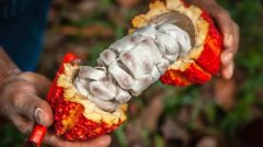 fruto-de-cacau-colhido-na-amazonia-peruan-1720208924630_v2_900x506