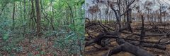 Amazônia por Rogério Assis